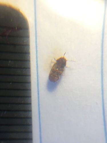 Scarabeo del pane — Bild 3
