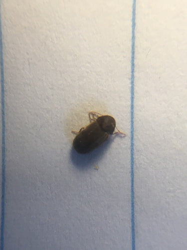 Scarabeo del pane — Bild 5