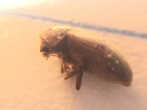 Scarabeo del pane — Bild 2