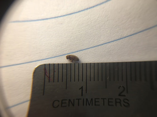 Scarabeo del pane — Bild 1