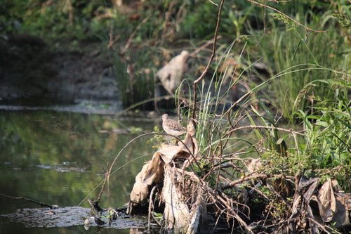 Piro-piro di legno — Bild 5