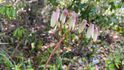 foglia di covata — foto 3 di 8