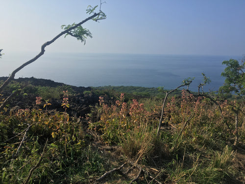 foglia di covata — foto 2 di 8