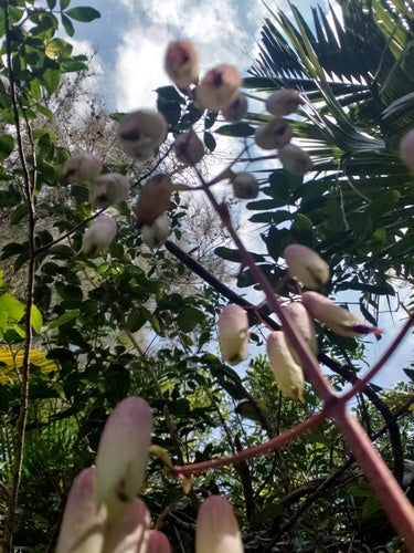 foglia di covata — foto 5 di 8