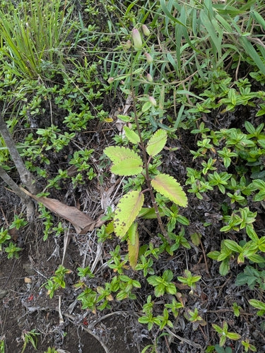 foglia di covata — Bild 2