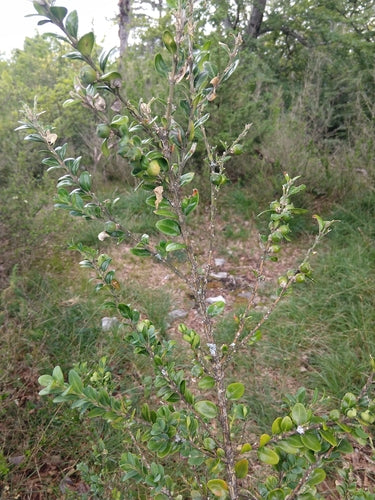 Bosso — Bild 3