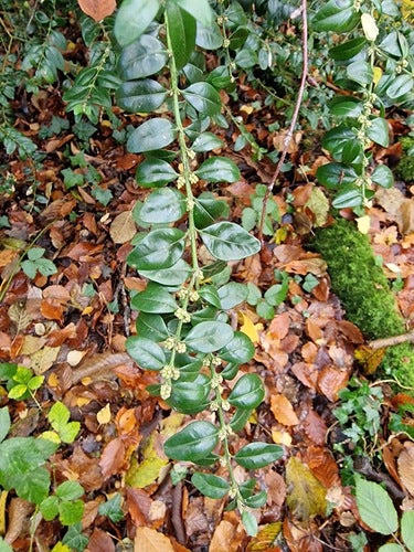 Bosso — Bild 2