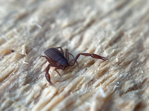Scorpione del libro — Bild 3