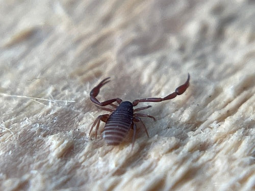 Scorpione del libro — Bild 2