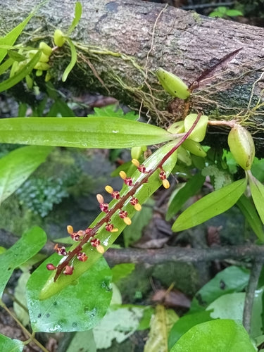 Orchidea bulbofilla — foto 2 di 2