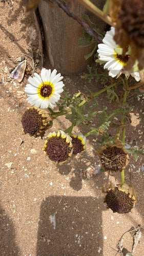 Margherita colorata — foto 3 di 5