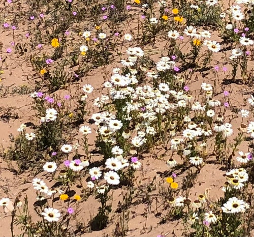 Margherita colorata — foto 2 di 5