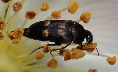 Scarabeo spinoso colorato — Bild 3