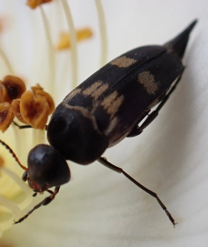 Scarabeo spinoso colorato — Bild 5