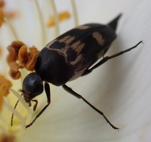 Scarabeo spinoso colorato — Bild 2