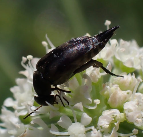 Scarabeo spinoso colorato — Bild 4