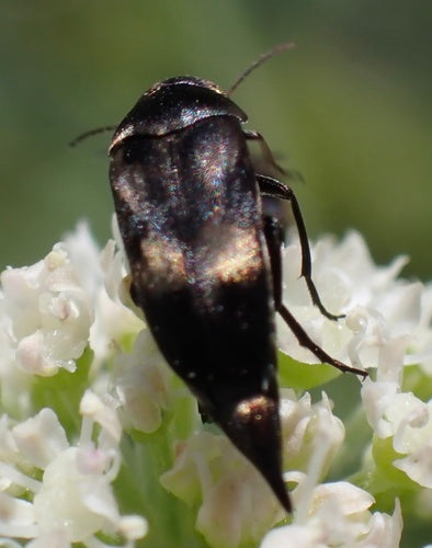 Scarabeo spinoso colorato — Bild 3