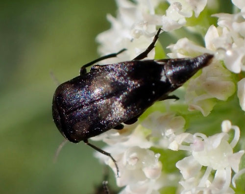Scarabeo spinoso colorato — Bild 2