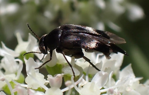 Scarabeo spinoso colorato — Bild 5