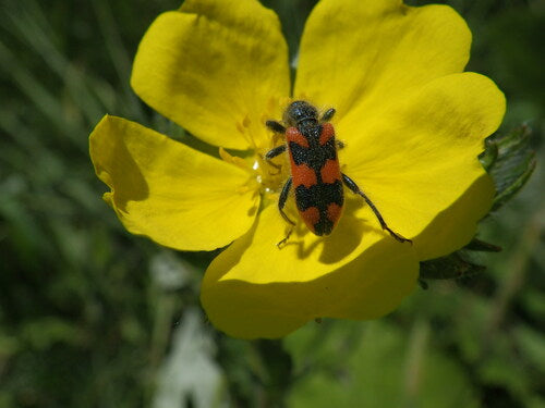 Scarabeo dipinto — Bild 5