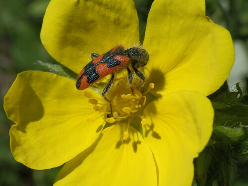 Scarabeo dipinto — Bild 4