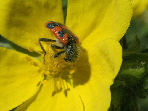 Scarabeo dipinto — Bild 2