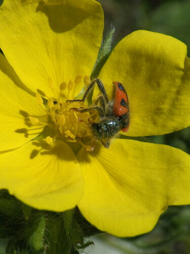 Scarabeo dipinto — Bild 3