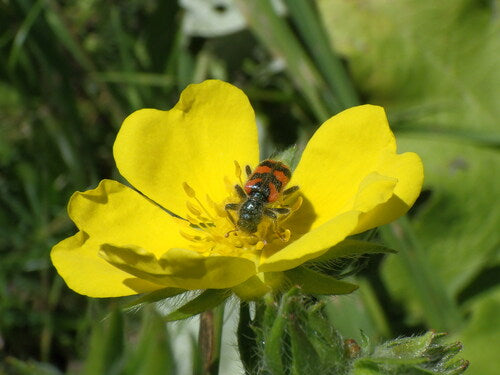 Scarabeo dipinto — Bild 1