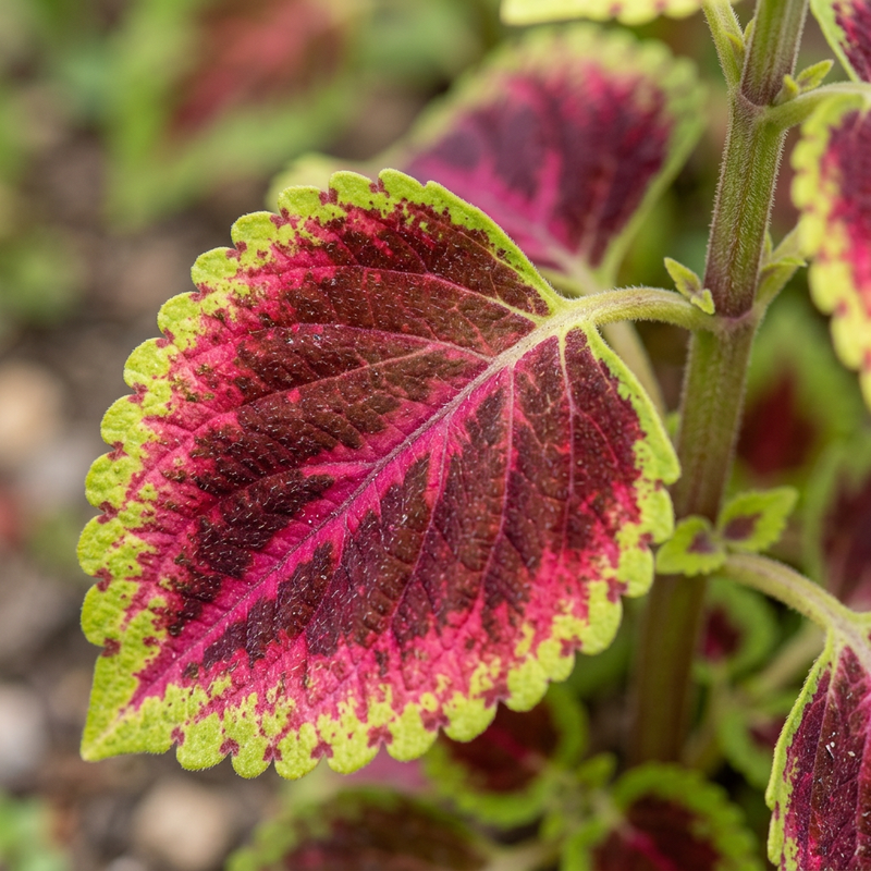 Coleus (Coleus scutellarioides), illustrazione IA