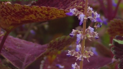 Coleus — foto 5 di 10