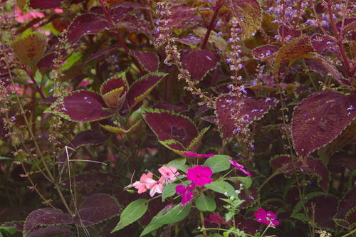 Coleus — foto 4 di 10