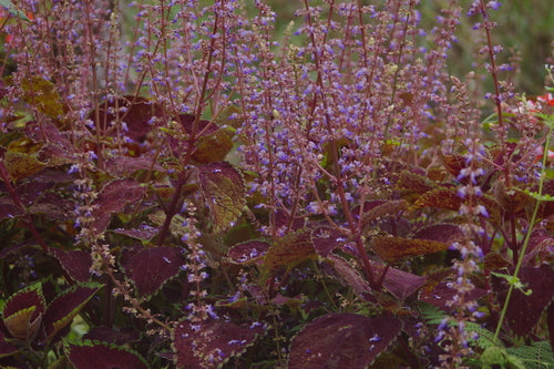 Coleus — foto 3 di 10