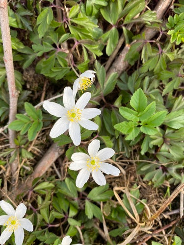 Anemoni di legno — Bild 5