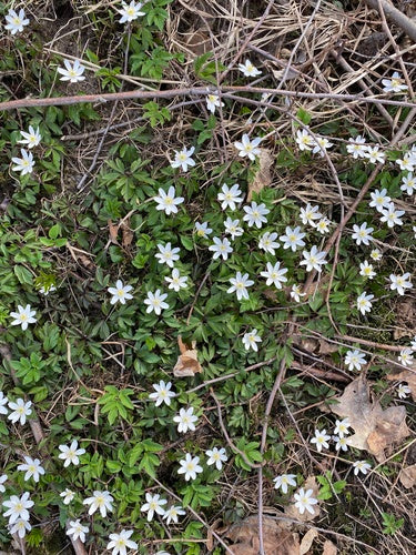 Anemoni di legno — Bild 4