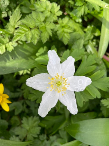 Anemoni di legno — Bild 3