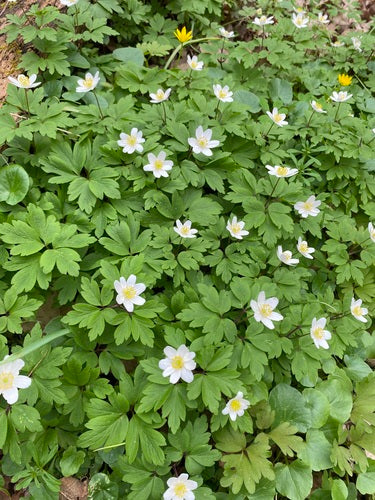 Anemoni di legno — Bild 2
