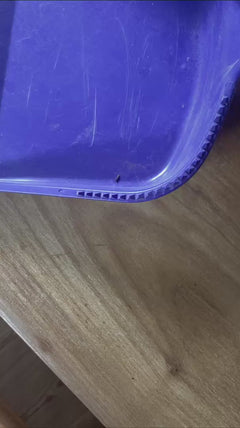 Scarabeo piatto di cereali