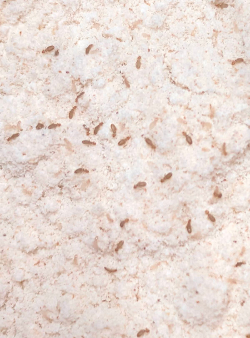pidocchio della polvere — Bild 1
