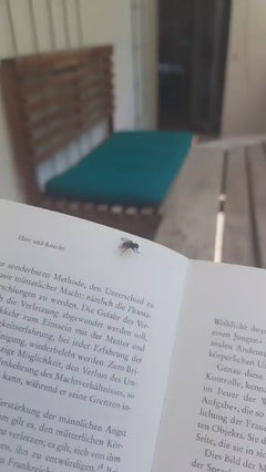 Grande mosca domestica – Frankfurt am Main