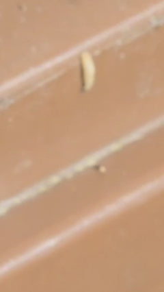 Falena della frutta secca