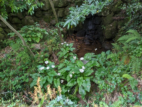 Calla — Bild 3