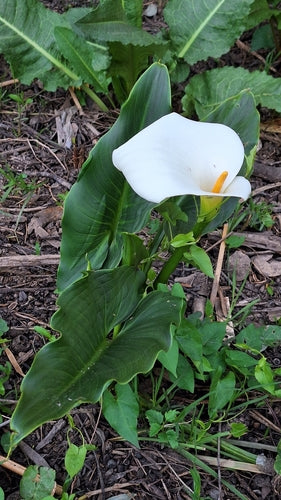 Calla — Bild 2