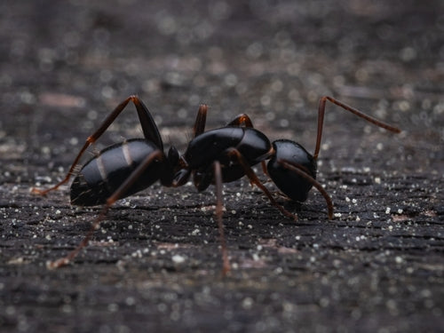 Camponotus fallax — foto 5 di 8