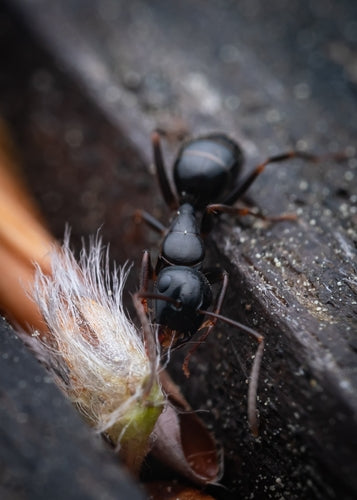 Camponotus fallax — foto 4 di 8