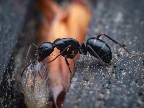 Camponotus fallax — foto 3 di 8