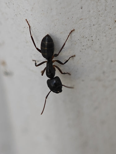 Camponotus fallax — foto 2 di 8