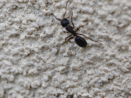Camponotus fallax — foto 1 di 8