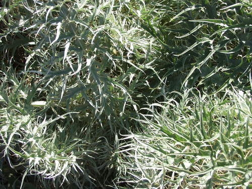 Cardy — Bild 5