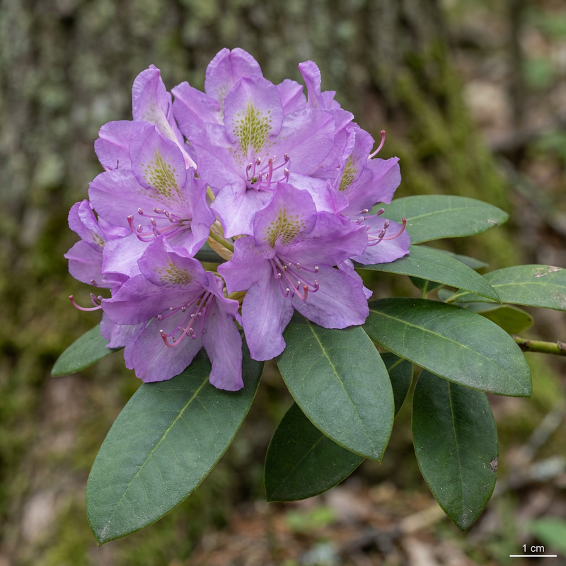 Rododendro Catawba