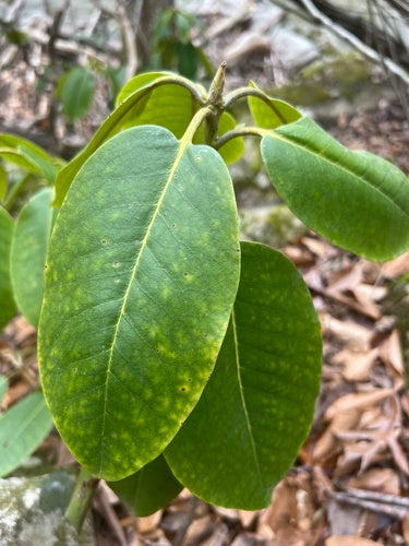 Rododendro Catawba — Bild 3